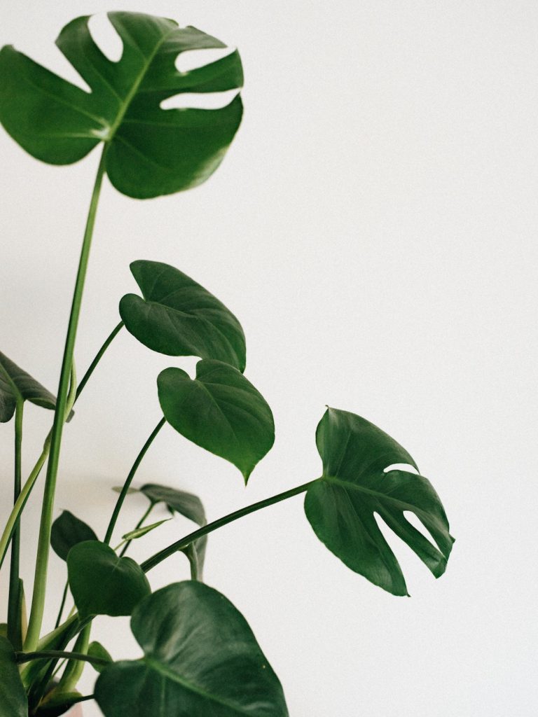 philodendron