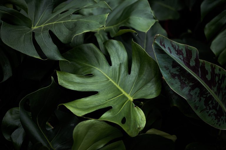tropical leaves