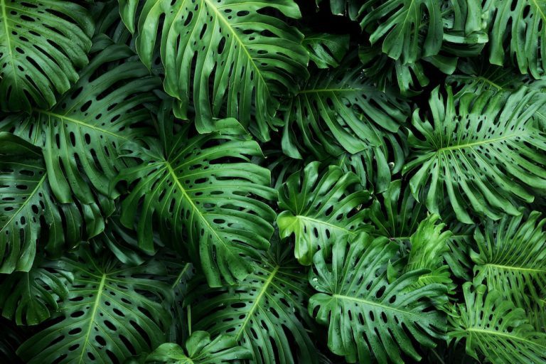 tropical leaves